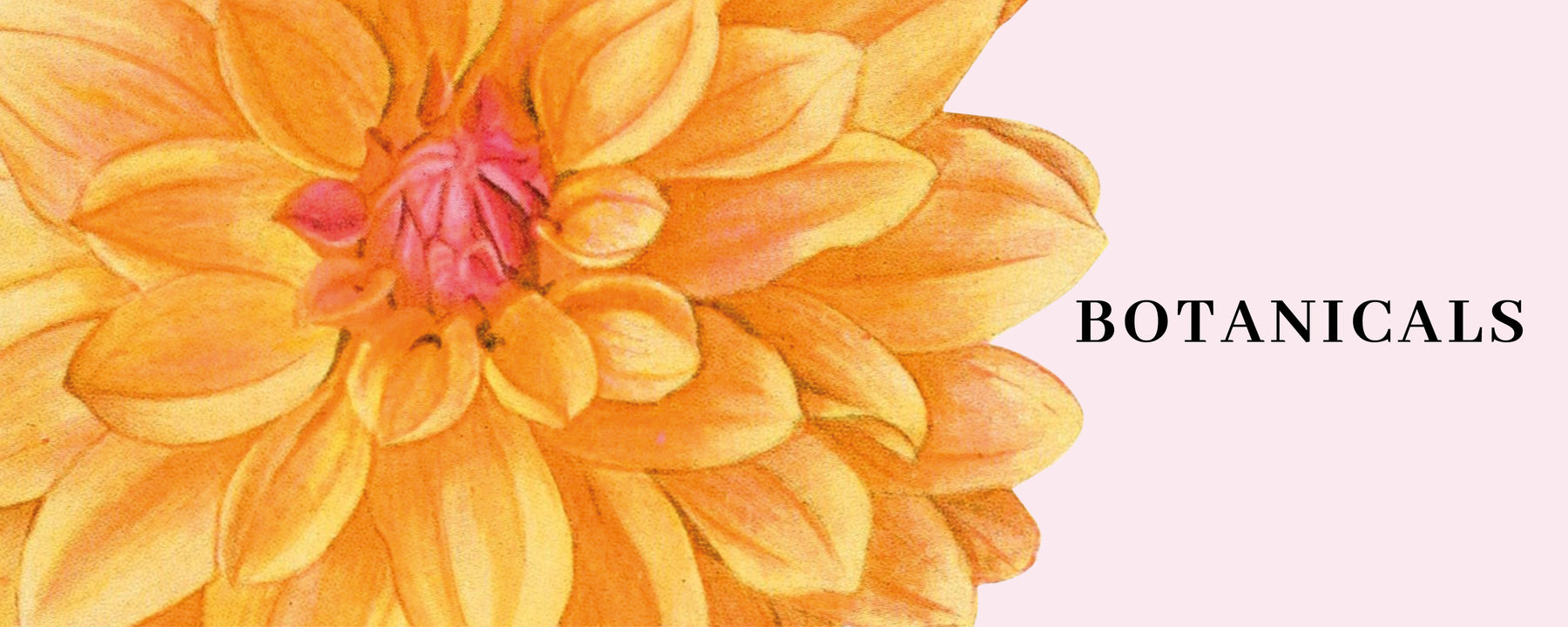 Botanical Art Prints India