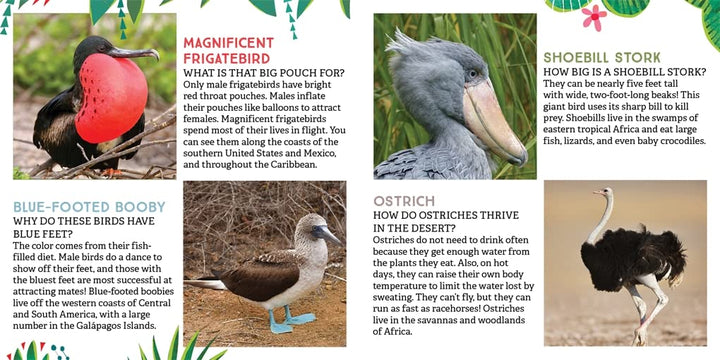 Odd Birds: Meet Nature's Weirdest Flock Book