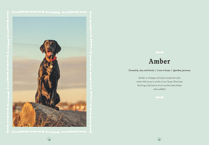 Labradors: What labradors want: in their own words, woofs and wags (Illustrated Dog Care) Book