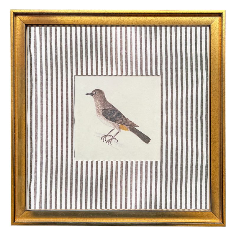 The Bulbul Bird Art Print