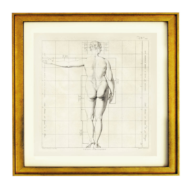 Proportions of the Human Form Art Print
