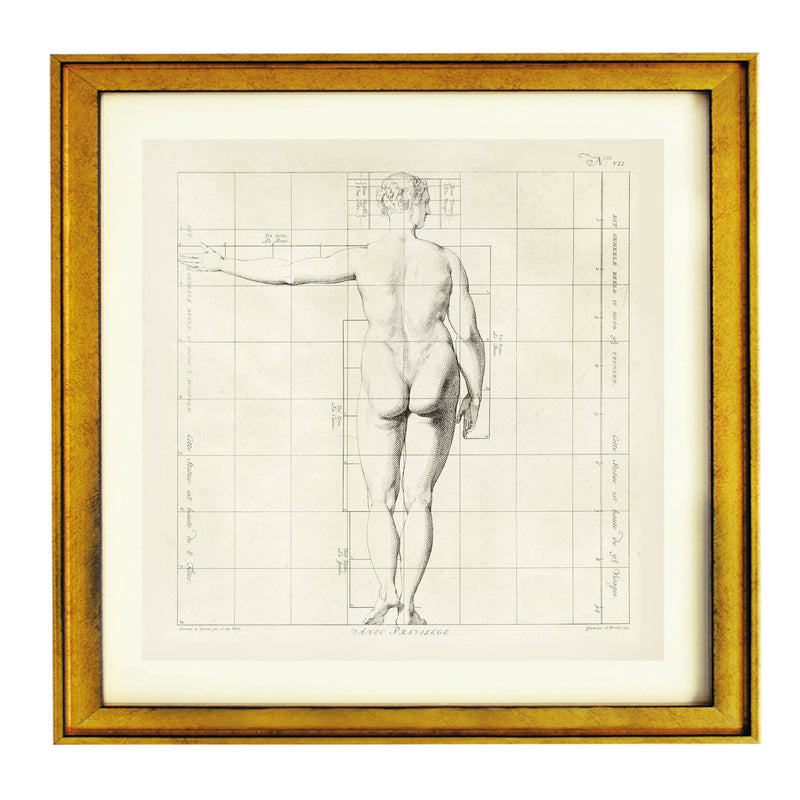 Proportions of the Human Form Art Print