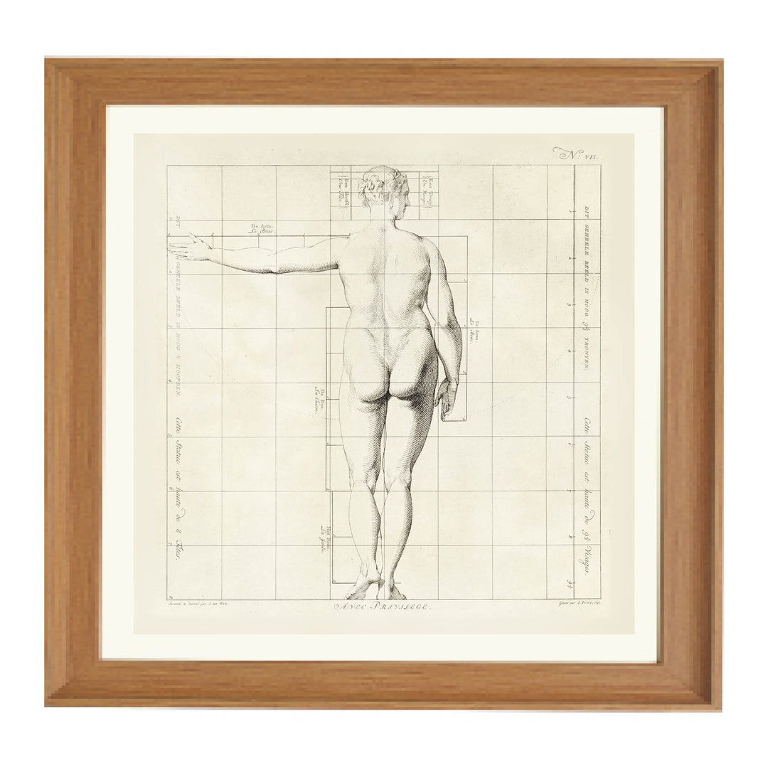 Proportions of the Human Form Art Print