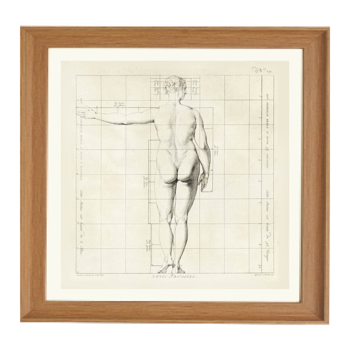 Proportions of the Human Form Art Print