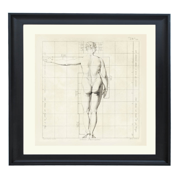 Proportions of the Human Form Art Print
