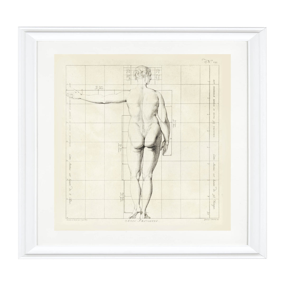 Proportions of the Human Form Art Print