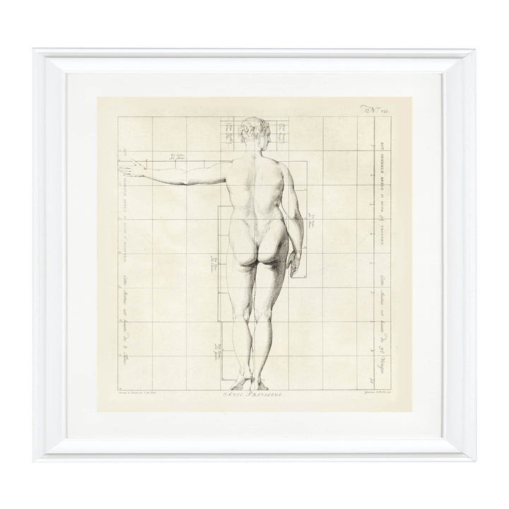 Proportions of the Human Form Art Print
