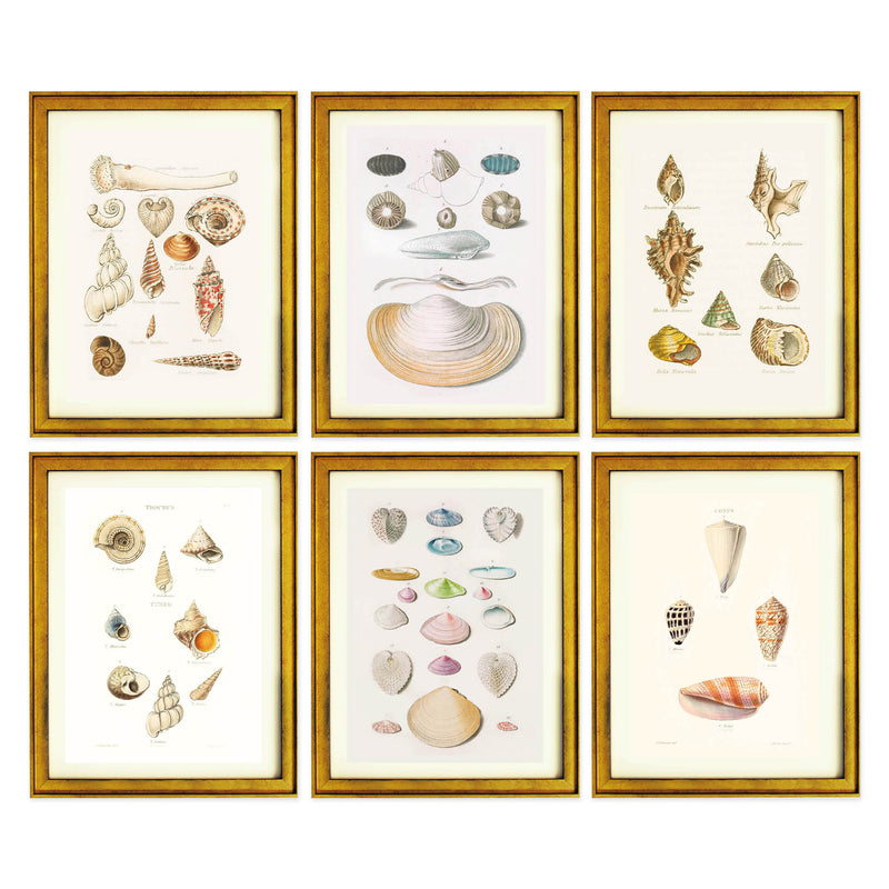 The Shell Archive Collection