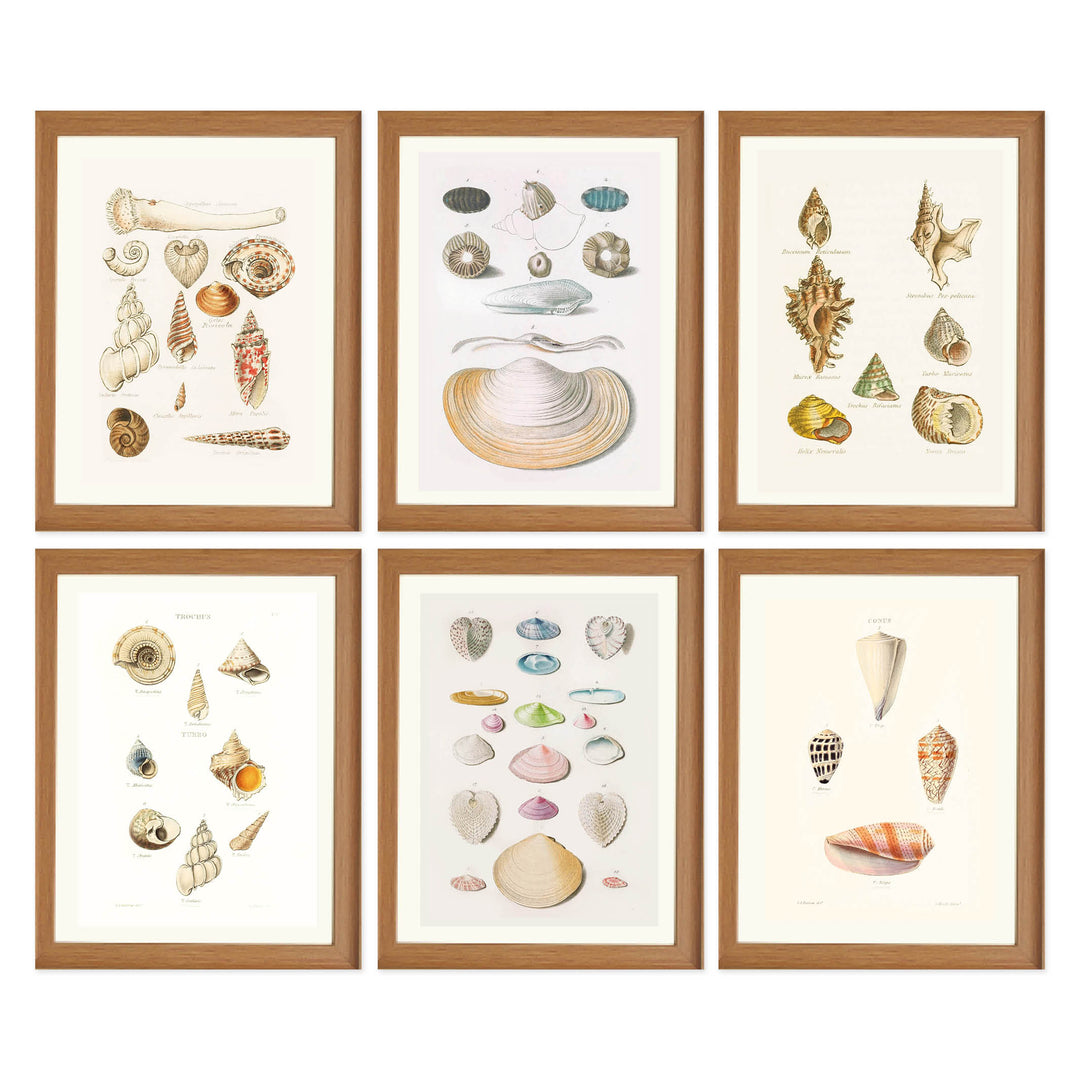 The Shell Archive Collection