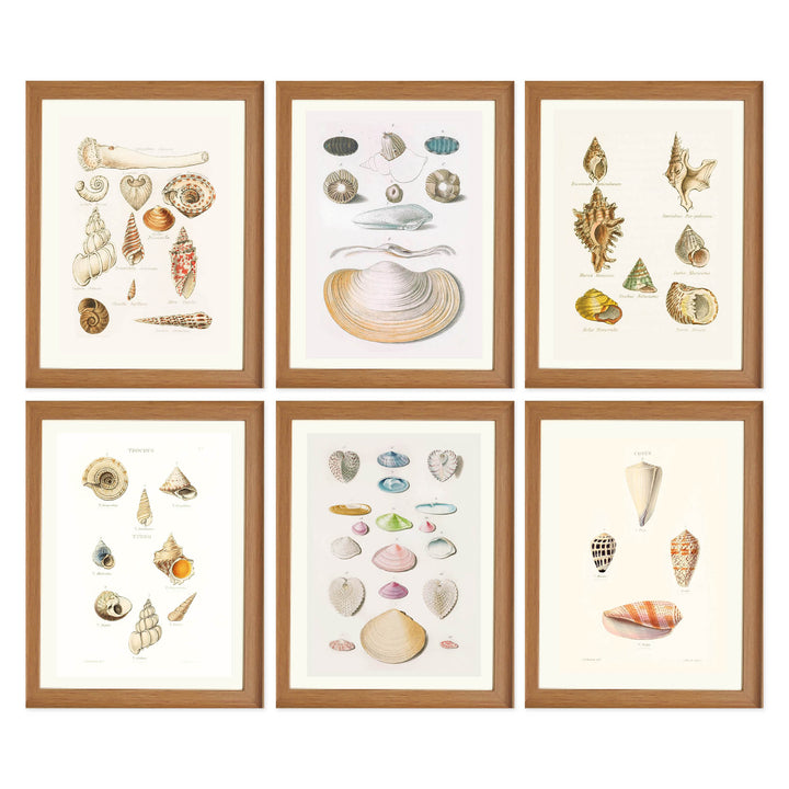 The Shell Archive Collection