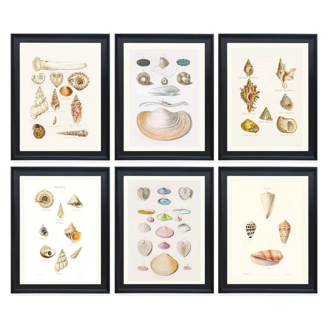 The Shell Archive Collection