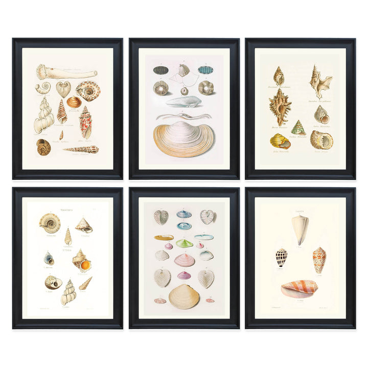 The Shell Archive Collection