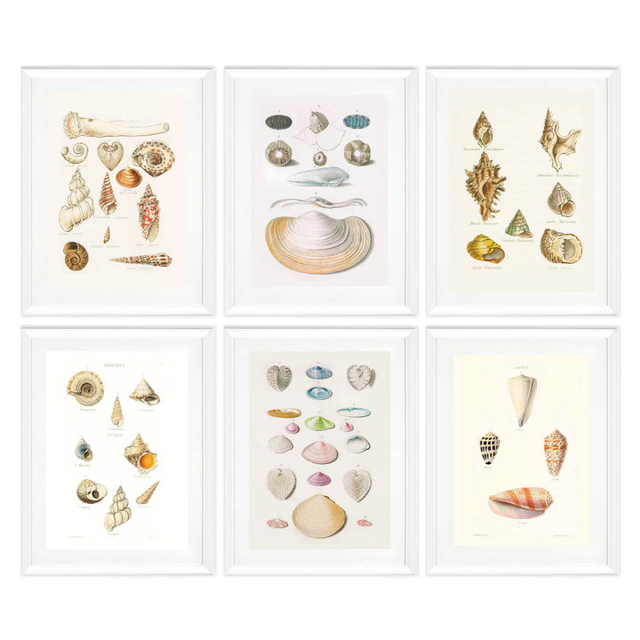 The Shell Archive Collection