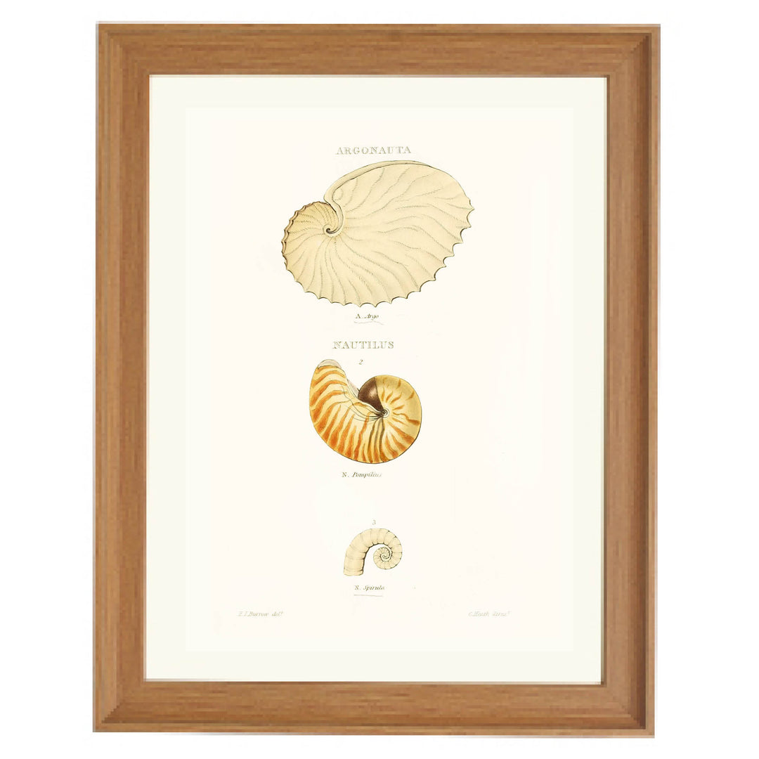 Spiral Stories Art Print