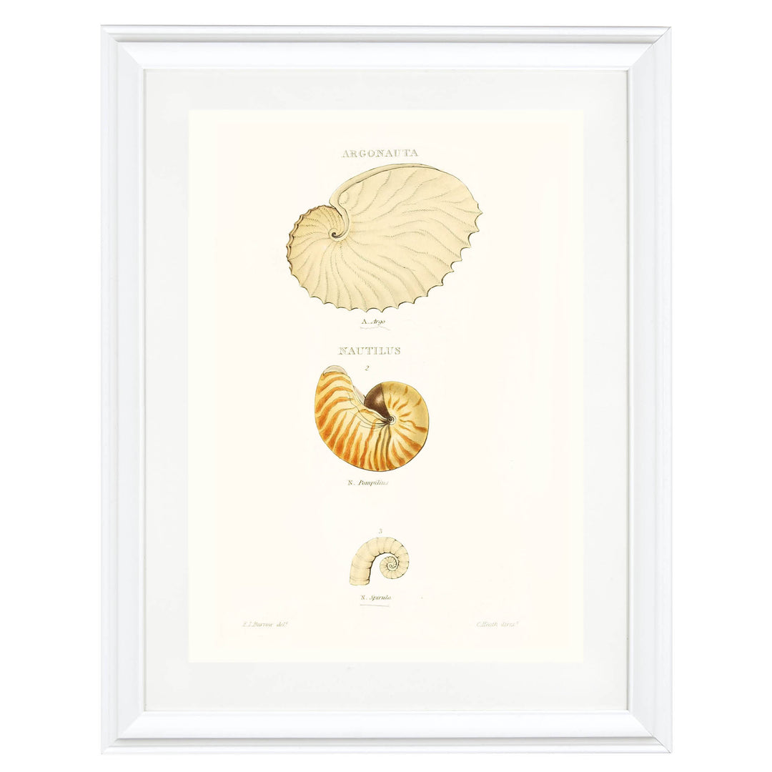 Spiral Stories Art Print