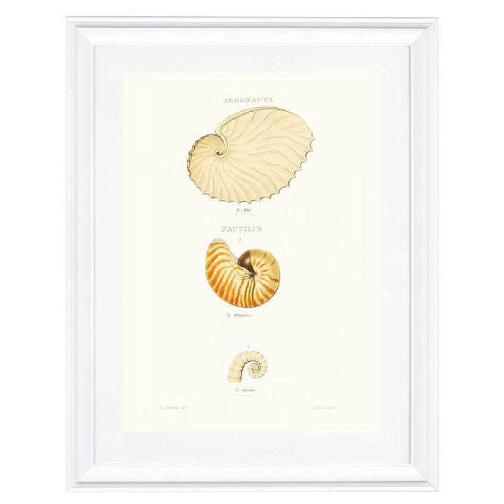 Spiral Stories Art Print