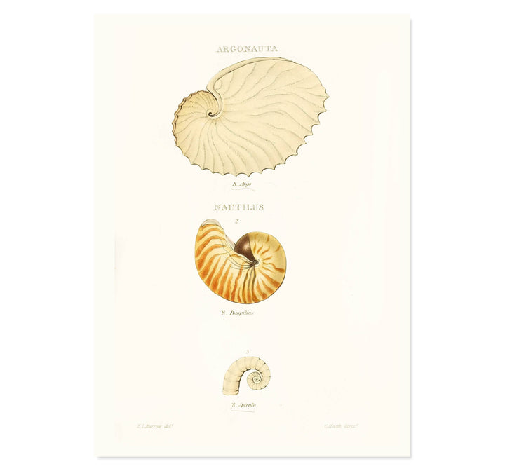 Spiral Stories Art Print