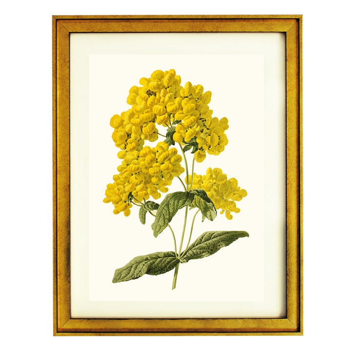 Calceolaire Pluie dGÇÖor ART PRINT