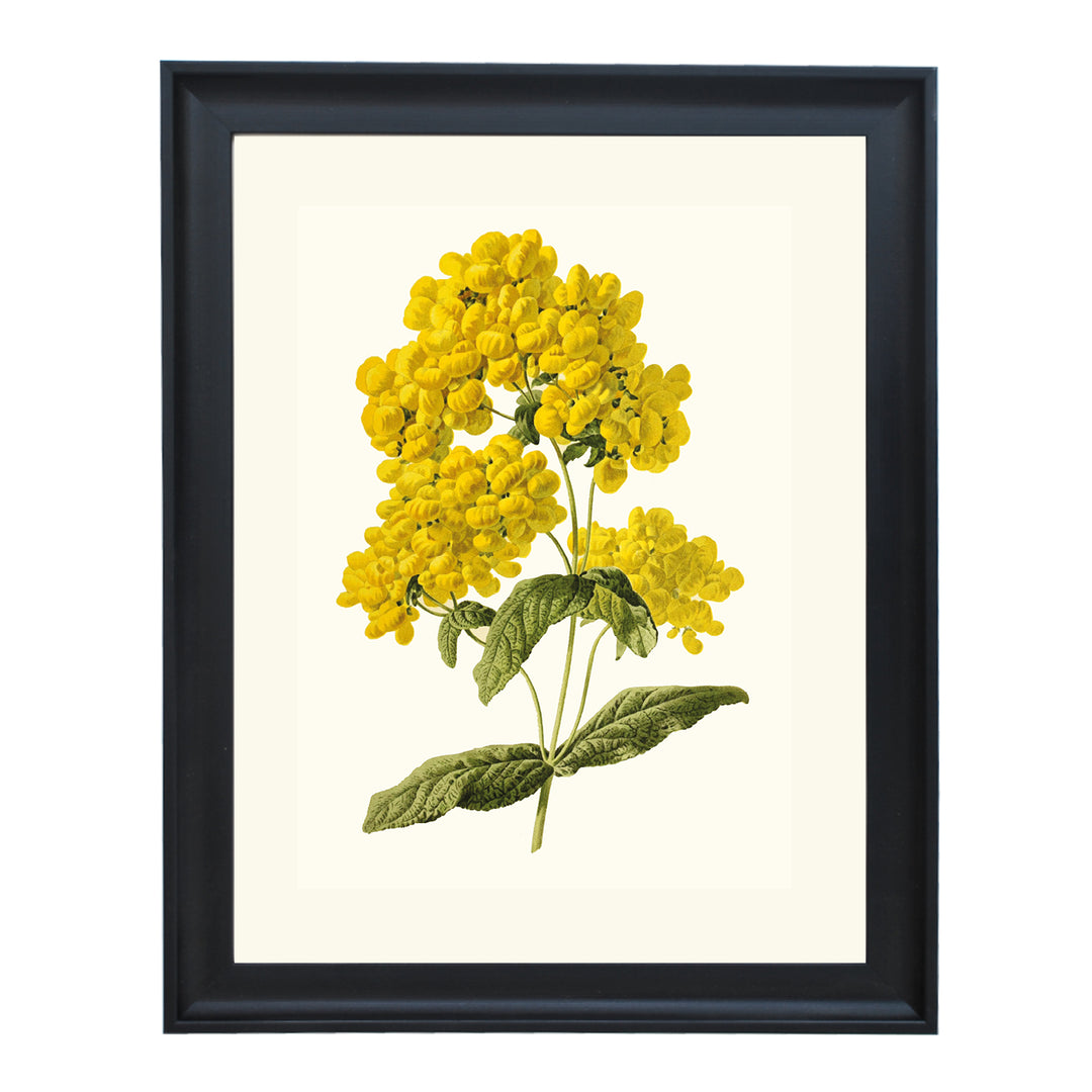 Calceolaire Pluie dGÇÖor ART PRINT