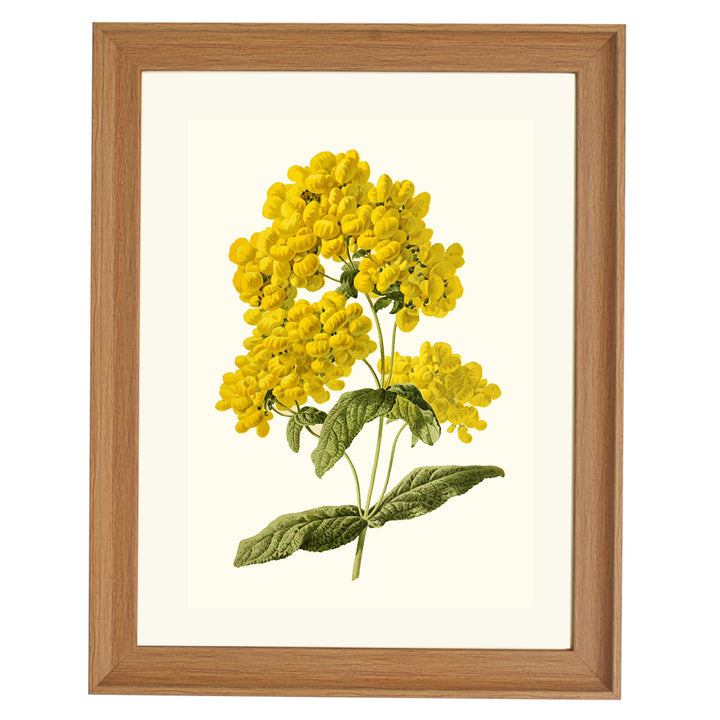 Calceolaire Pluie dGÇÖor ART PRINT