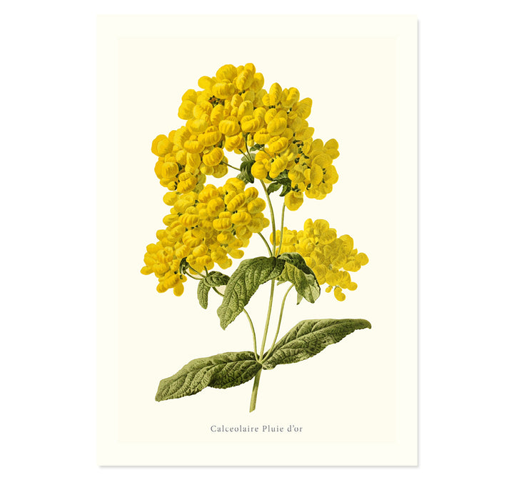 Botanical collection