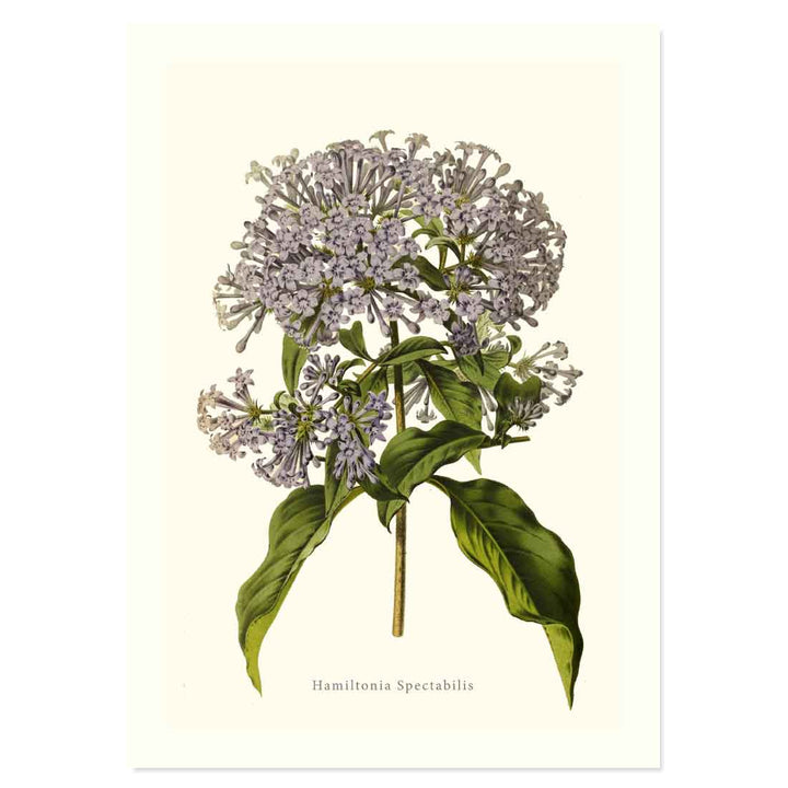 Botanical collection