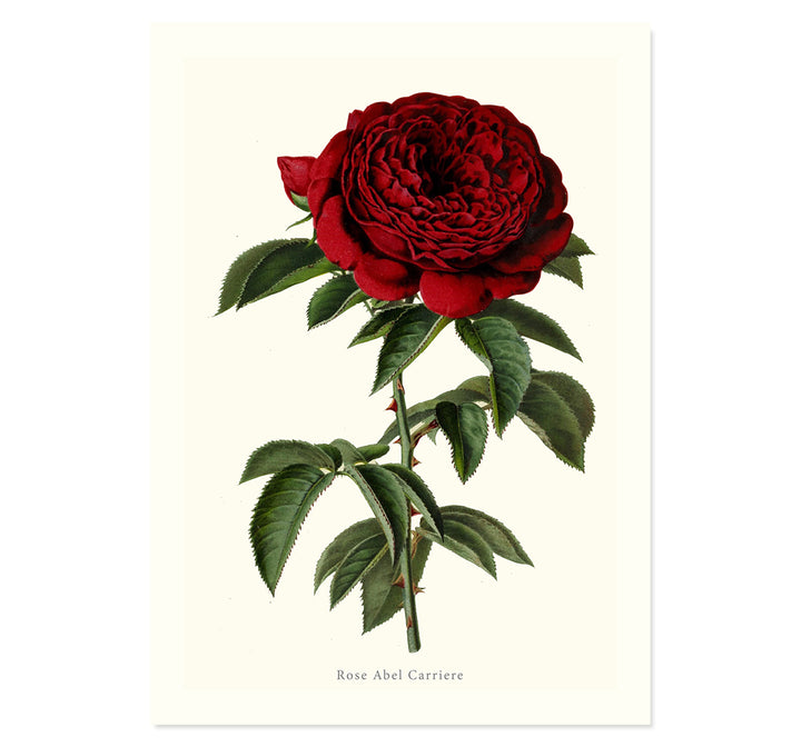 Botanical collection