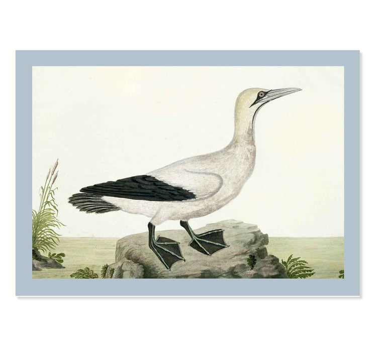 Cape gannet by Robert Jacob Gordon ART PRINT