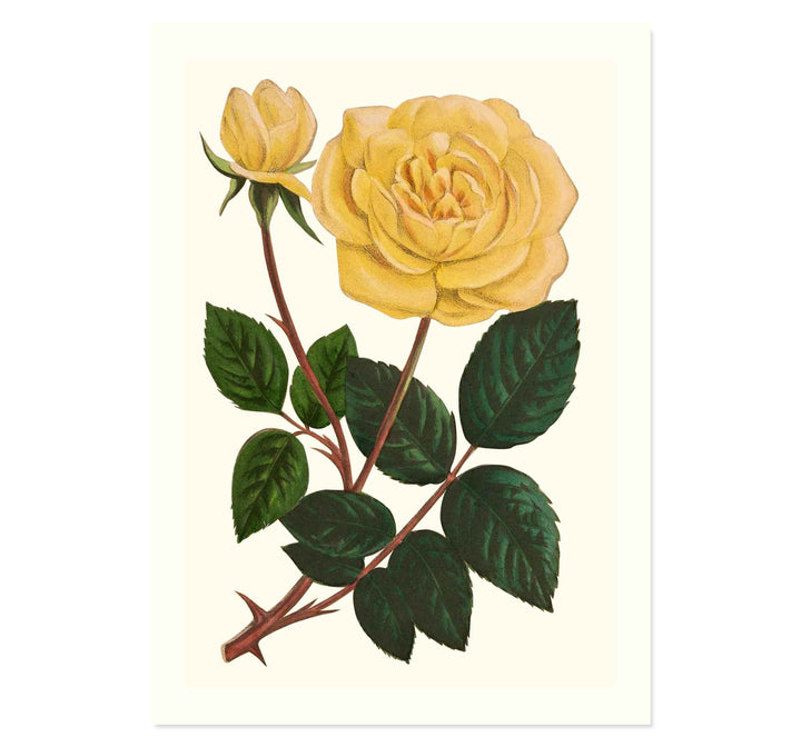 Botanical collection