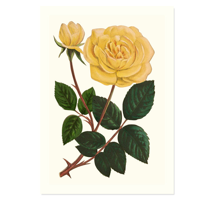 Botanical collection