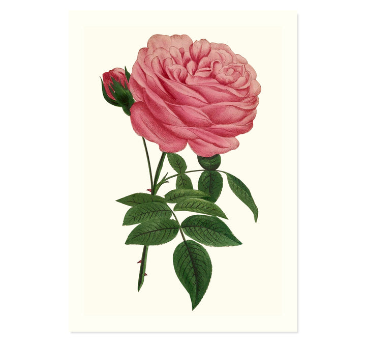 Botanical collection