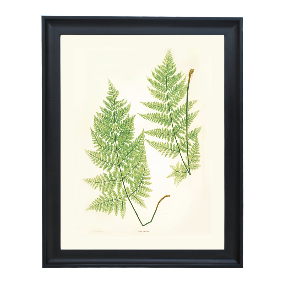 Lastrea dilatata Art print