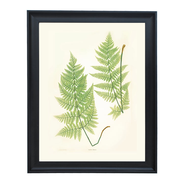 Lastrea dilatata Art print