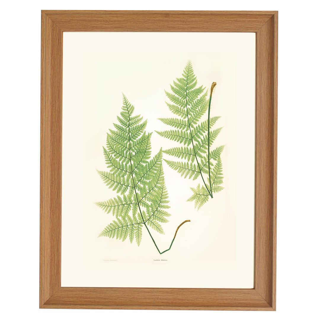 Lastrea dilatata Art print