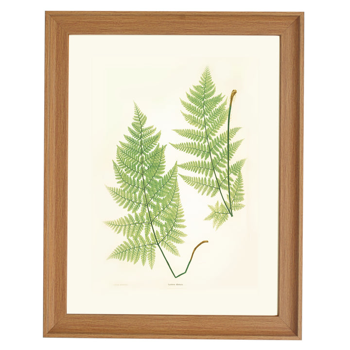 Lastrea dilatata Art print