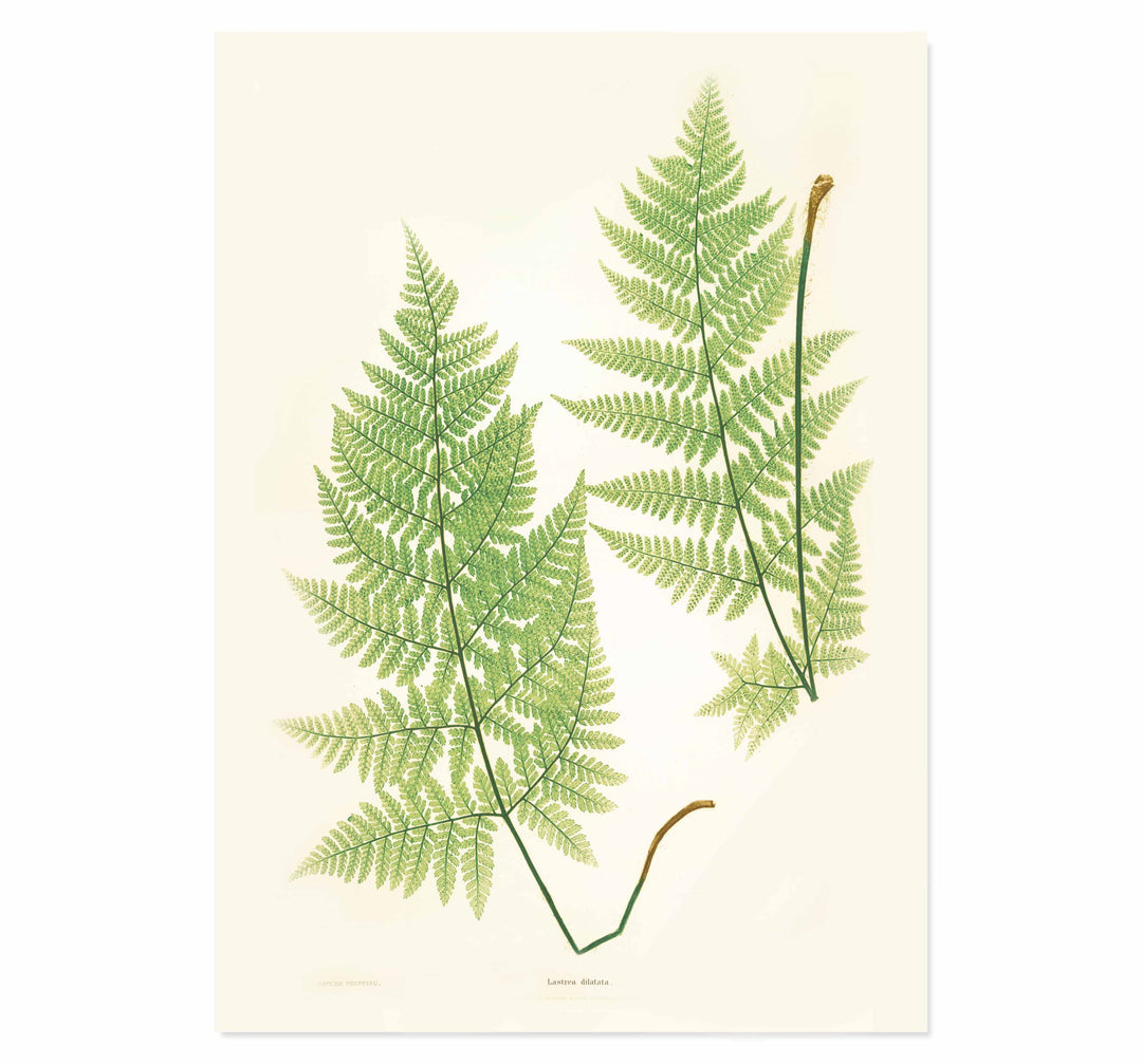Lastrea dilatata Art print