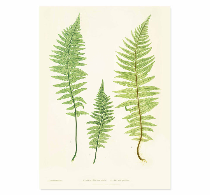 Lastrea Filix-mas pumila & paleacea Art print