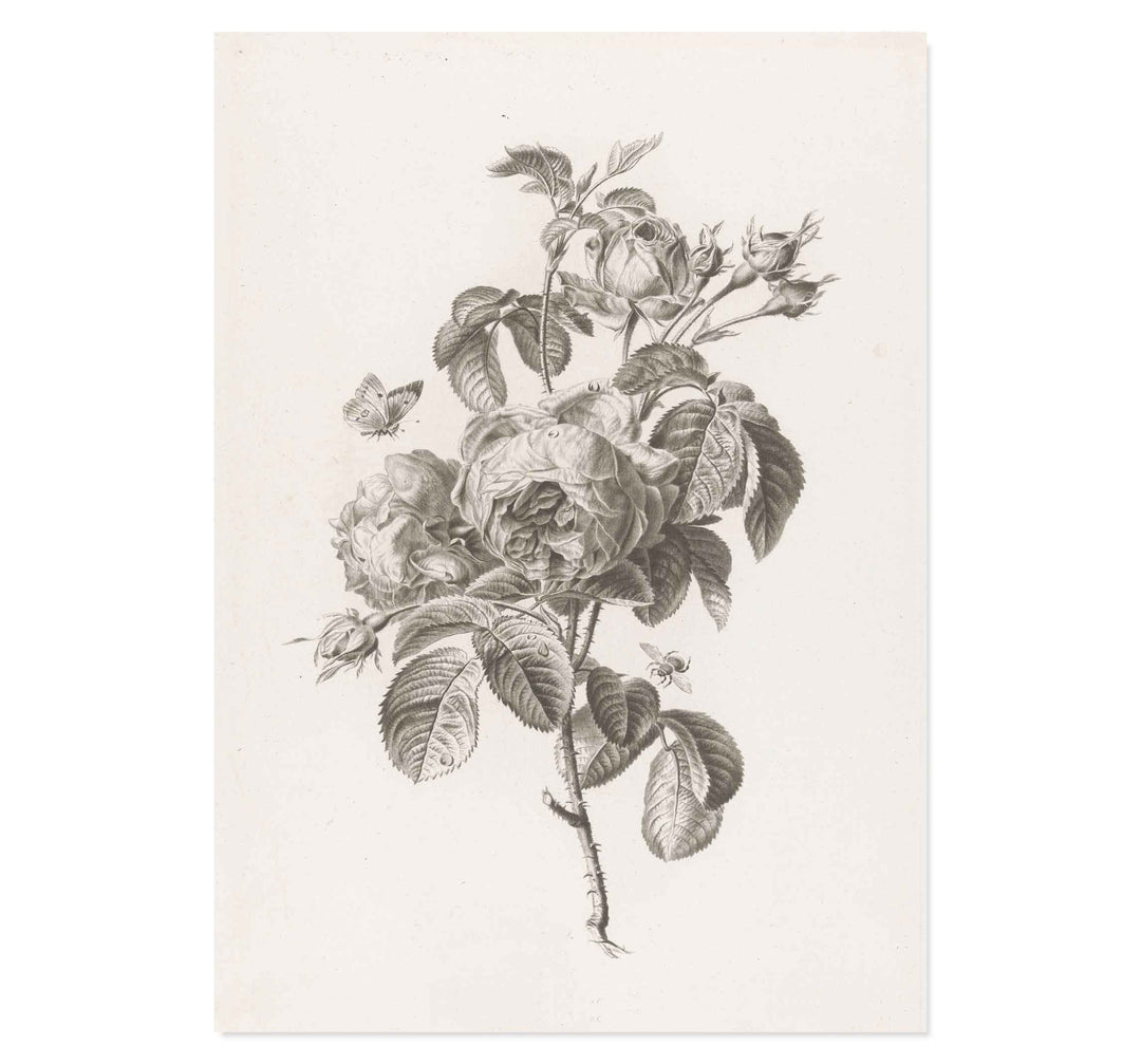 Hundred-petalled rose by Pierre François Legrand ART PRINT