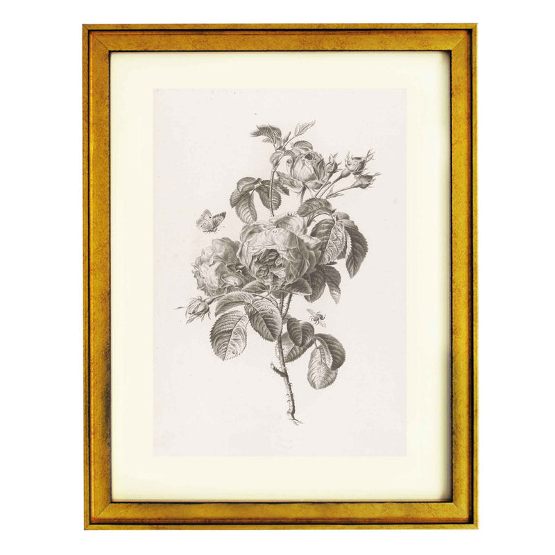 Hundred-petalled rose by Pierre François Legrand ART PRINT