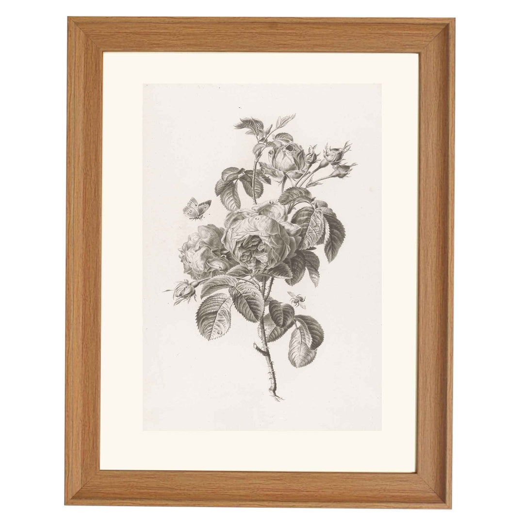 Hundred-petalled rose by Pierre François Legrand ART PRINT