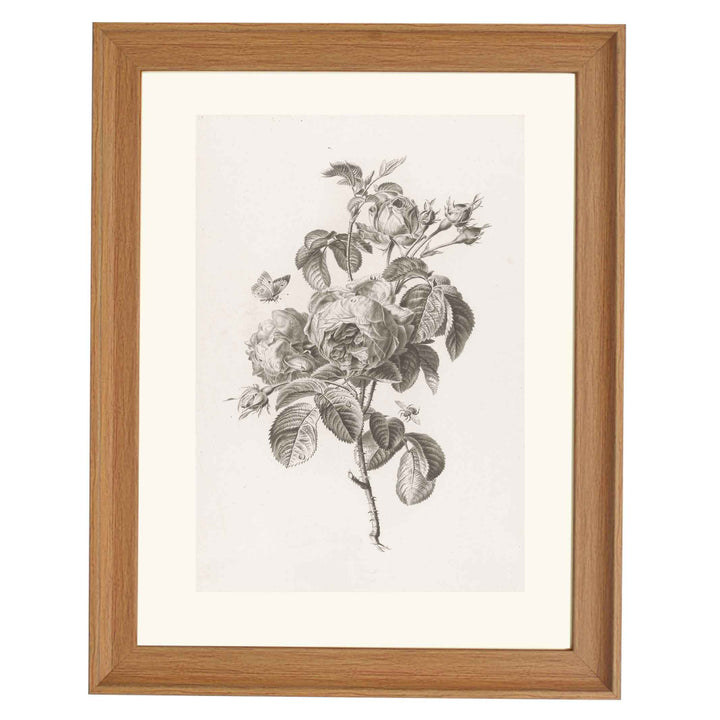 Hundred-petalled rose by Pierre François Legrand ART PRINT