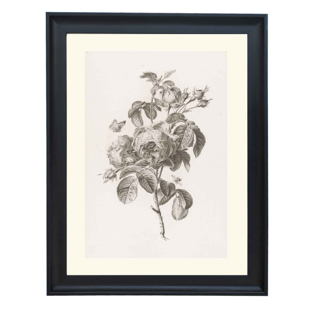 Hundred-petalled rose by Pierre François Legrand ART PRINT
