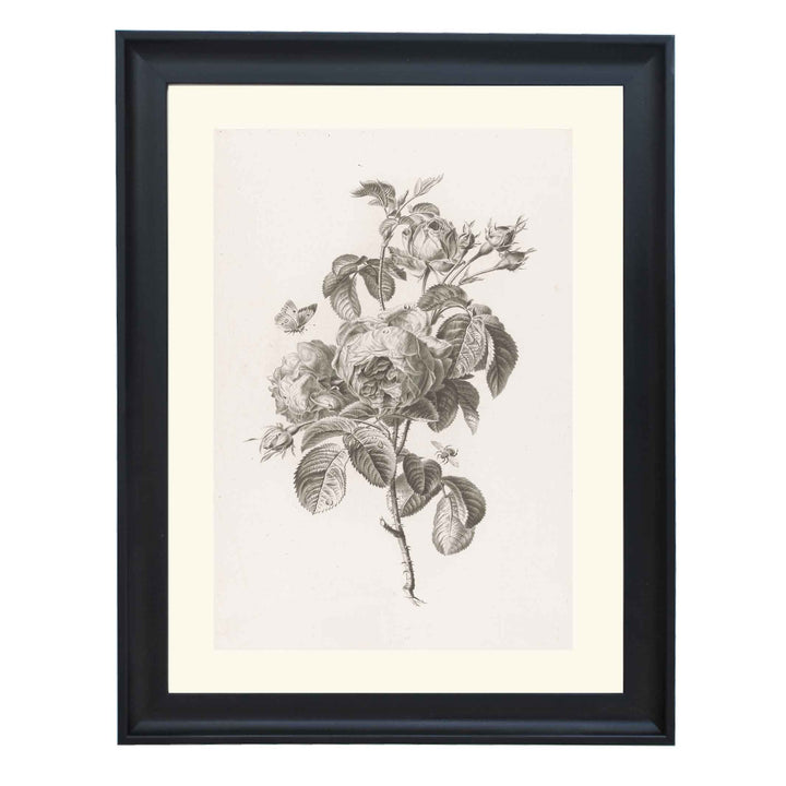 Hundred-petalled rose by Pierre François Legrand ART PRINT