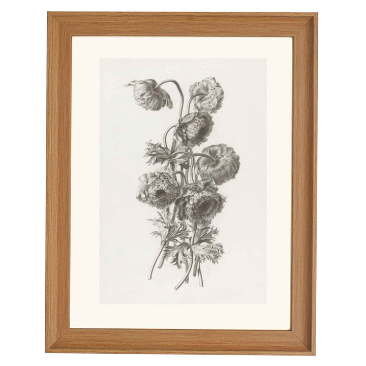 Bulbous anemone by Pierre François Legrand ART PRINT