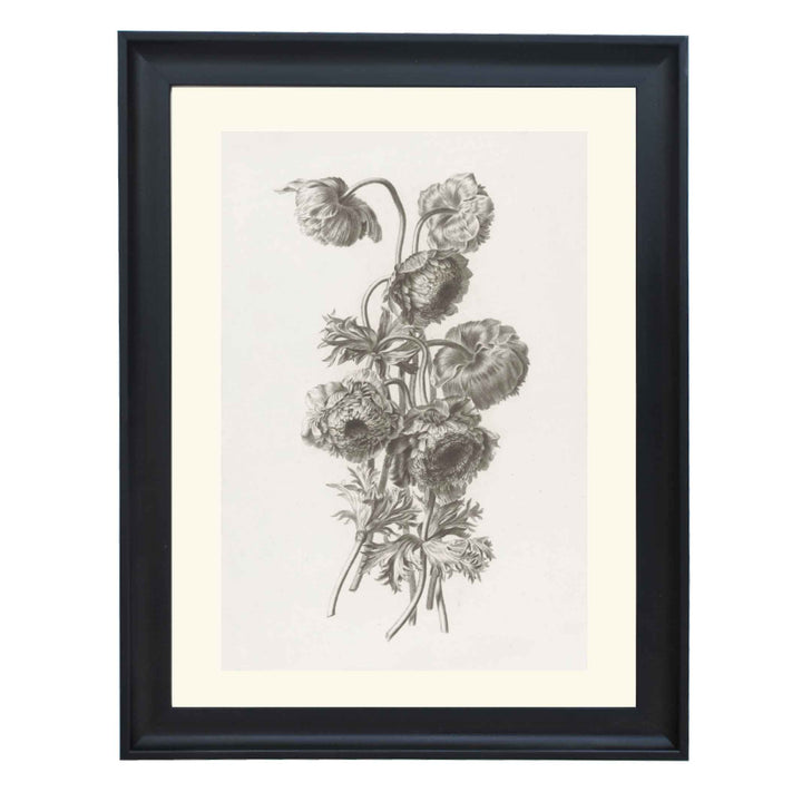 Bulbous anemone by Pierre François Legrand ART PRINT