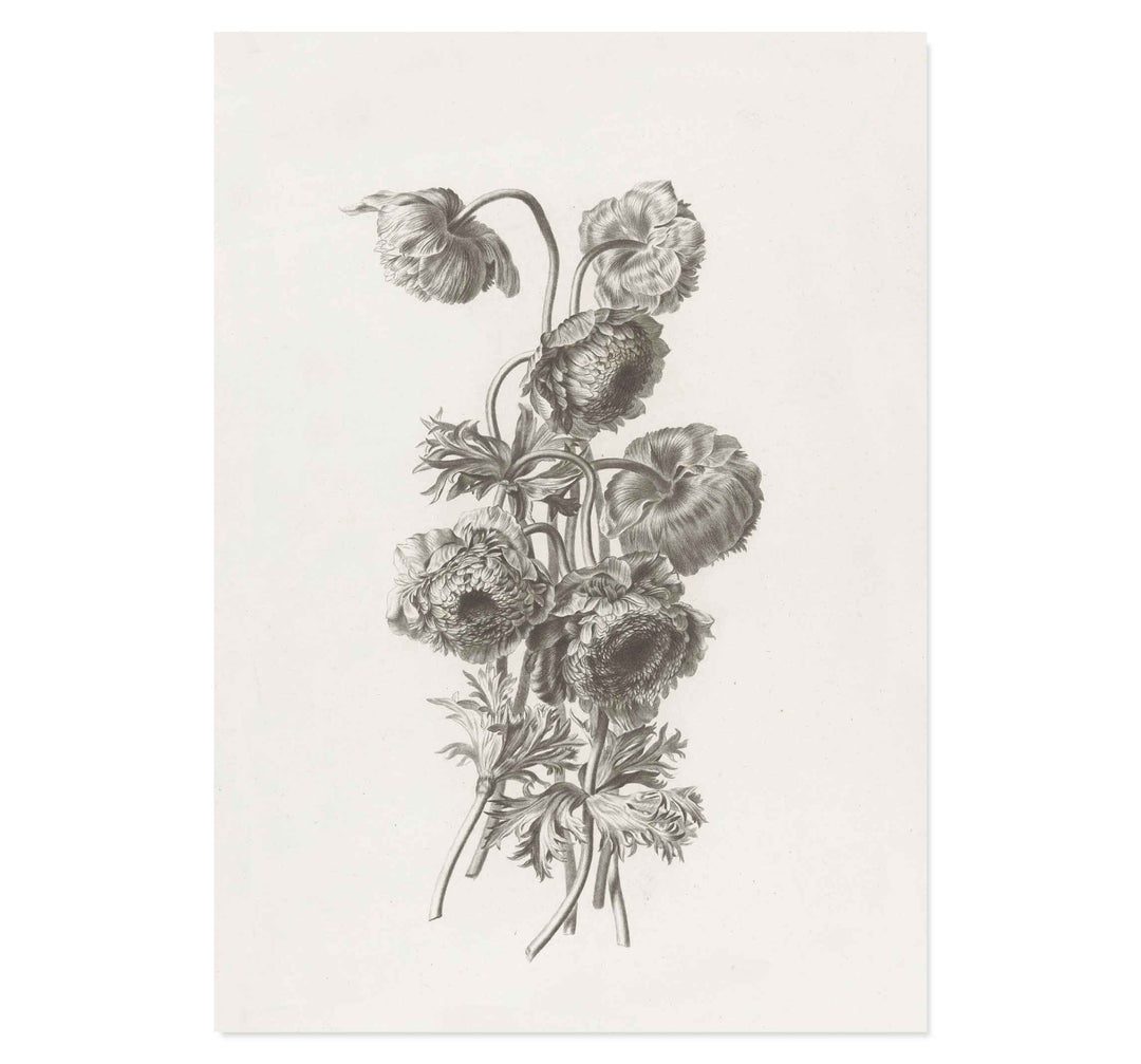 Bulbous anemone by Pierre François Legrand ART PRINT