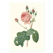 Rosa Centifolia Bullata Rosier a feuilles de Laitue ART PRINT