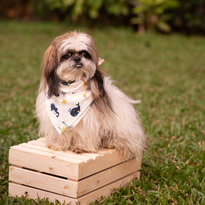 Organic Dog Bandana Water Collection