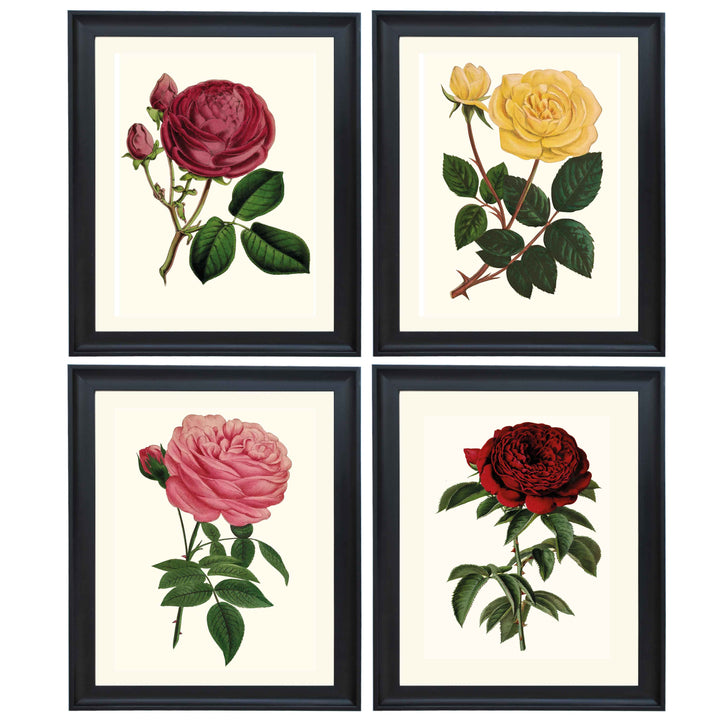 Botanical collection