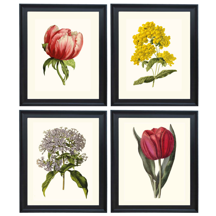 Botanical collection